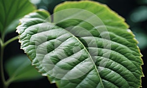 Green leaf background with selective focus and bokeh, nature concept