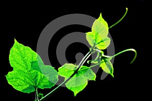 Green leaf background