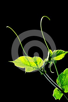 Green leaf background