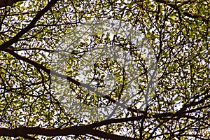 Green leaf background of Terminalia ivorensis tree. Under view o