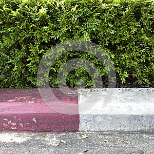 Green leaf background texture road