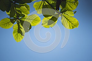 Green leaf background textures ecology garden on tropical rain forest jungle banana leaves palm tree. Greenery bright nature