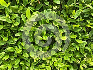 Green leaf background