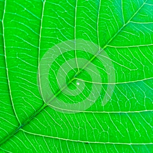 The green leaf background. Veins of leaf. Closeup green leaf.