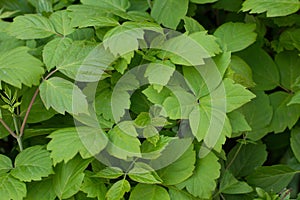 Green leaf background. Verdant leaves texture. Virid wood.Selective focus.