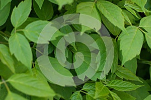 Green leaf background. Verdant leaves texture. Virid wood.Selective focus.