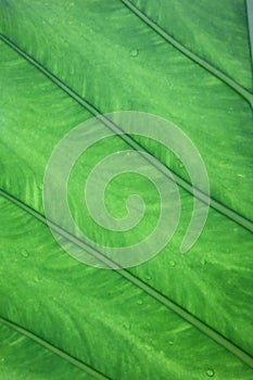 Green leaf background with water droplets after rain in rich nature.