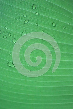 Green leaf background with water droplets after rain in rich nature.