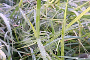 Green leaf background with water droplets after rain in rich nature.