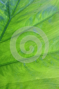 Green leaf background with water droplets after rain in rich nature.
