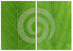 Green leaf backgrounds patterns