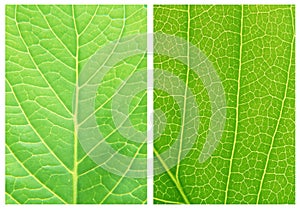 Green leaf backgrounds patterns