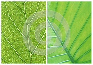 Green leaf backgrounds patterns