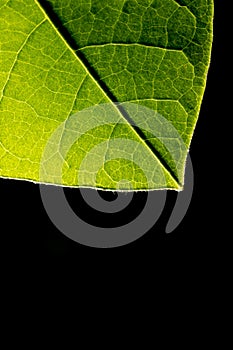 Green leaf backlit with black background