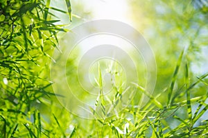 green leaf bamboo background with sunshine