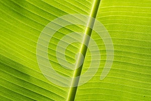 Green leaf of banana