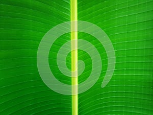 Green leaf banana background, nature texture