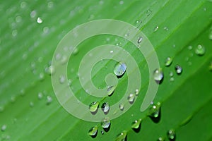 Green leaf of a banana palm with drops of water after a rain.