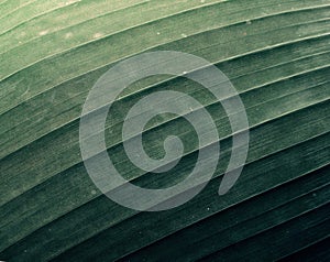 Green leaf of banana palm tree, musa, close up as exotic tropical botanical natural texture, backdrop and background