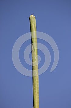 Green Leaf of banana tree