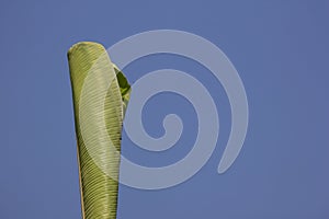 Green Leaf of banana tree
