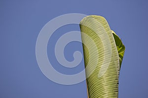 Green Leaf of banana tree