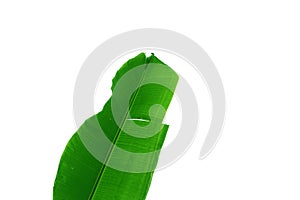 Green leaf of banana tree, shape isolated on white background.