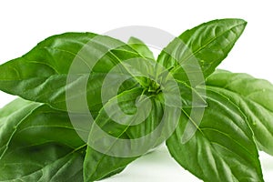 Green Leaf of Basil