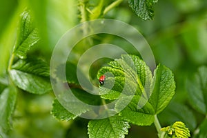 Green leaf of beach rose with ladybug at summer in Finland