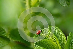 Green leaf of beach rose with ladybug at summer in Finland