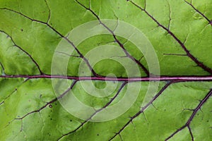 Green leaf of beet, close up. Abstract nature background. Green leaf with a red veins.