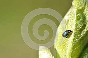 Green leaf beetle (Chrysolina herbacea)