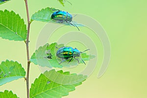 Green leaf beetle
