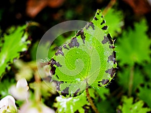 green leaf of Begonia Bowerae, Eyelash Begonia ,beleaf lima love ,Berghoef plants photo