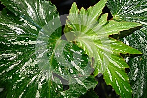 green leaf of Begoniaceae under bright light