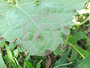 Green leaf being eaten by leaflet ants