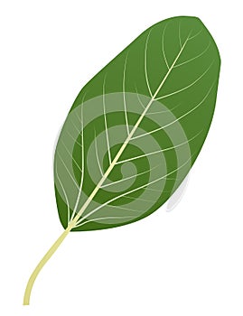 Green leaf of the Bengali ficus tree photo