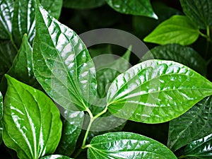 green leaf Betel plant ,Piper betle ,Piperaceae ,Which includes pepper and kava ,Paan ,Piper