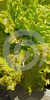 Green leaf of Biologica lettuce