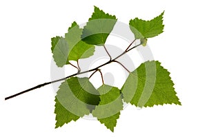 Green leaf Birch tree isolated on white background