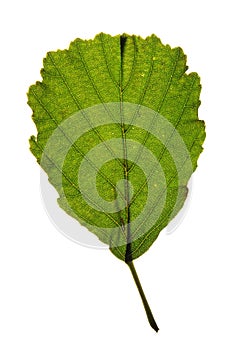 Green leaf of Black alder (Alnus glutinosa) isolat