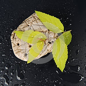 With a green leaf on a black background closeup of a beautiful white stone