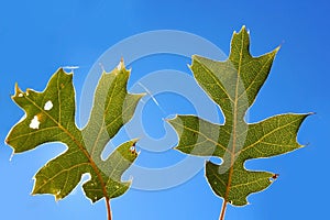 Green leaf of Black Oak tree under blue sky