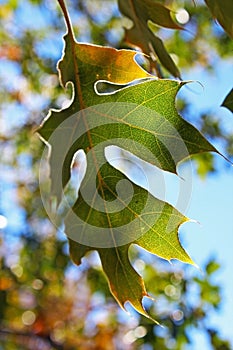 Green leaf of Black Oak tree under blue sky