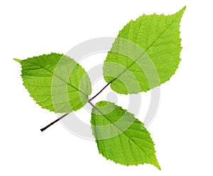 Green leaf of Blackberry isolated on white background.  Selective focus