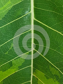 Green Leaf Blade Photosynthesis