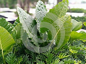 the green leaf blowing by the wind.