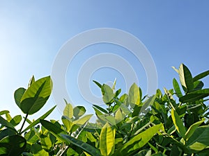 green leaf with blue backgrond