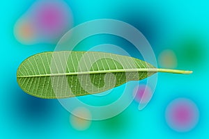 Green leaf on blue background