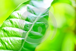 Green leaf on blurred sunlight  background in garden ecology fresh leaves tree close up beautiful plant in the nature